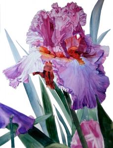Watercolor Roses And Irises 2013
